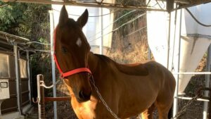 引退競走馬にセカンドキャリアを与えるサポーターになりませんか！