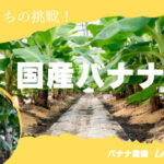 いちごとSLのまち、栃木県真岡市で国産バナナを生産したい！