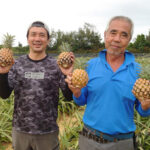 沖縄・西表島のパイナップルを知ってほしい！ 沖縄のフルーツで季節を楽しむ♪