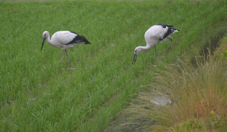 上郡町でコウノトリを育む会