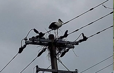 上郡町でコウノトリを育む会