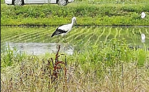 上郡町でコウノトリを育む会