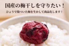 うめひかり