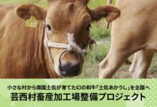 土佐あかうし