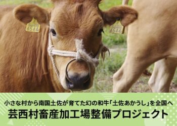 土佐あかうし