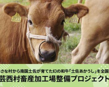 土佐あかうし