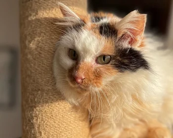 飼い主不在の猫の手術（TNR）場所と保護猫シェルターを作りたい