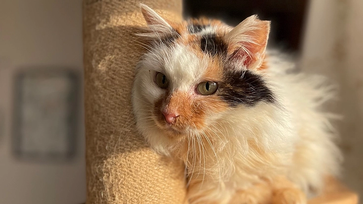飼い主不在の猫の手術（TNR）場所と保護猫シェルターを作りたい
