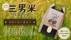 三男米