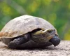ニホンイシガメ