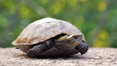 ニホンイシガメ