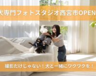 ドッグフォトスタジオを西宮に！