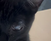 生後6ヶ月の保護子猫。眼球癒着剥離の手術治療費用ご支援お願いします