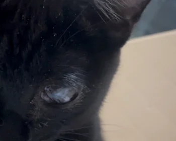 生後6ヶ月の保護子猫。眼球癒着剥離の手術治療費用ご支援お願いします