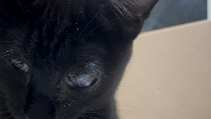 生後6ヶ月の保護子猫。眼球癒着剥離の手術治療費用ご支援お願いします