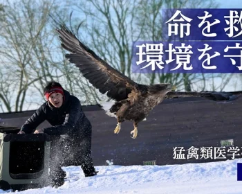 命を救い、環境を守る。みんなで紡ぐ、人と希少猛禽類の共生社会