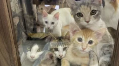 再開発で立ち退く保護猫カフェの再建にご協力ください