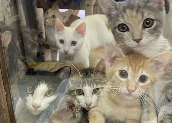 再開発で立ち退く保護猫カフェの再建にご協力ください