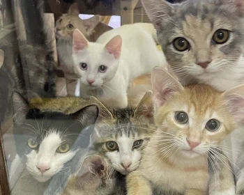 再開発で立ち退く保護猫カフェの再建にご協力ください