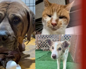 保護が困難な犬猫たちを救う、アニマルパレスの未来に繋がるご支援を！