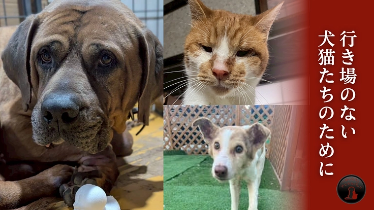 保護が困難な犬猫たちを救う、アニマルパレスの未来に繋がるご支援を！