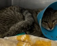 生後8ヵ月の、グリちゃんの足のケガの治療費をお願いします！