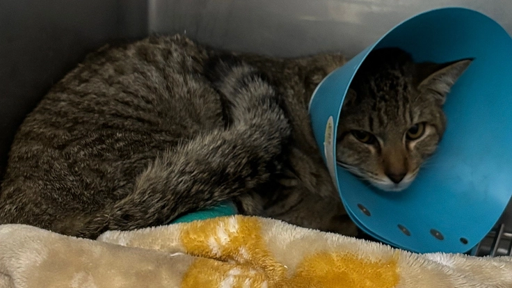 生後8ヵ月の、グリちゃんの足のケガの治療費をお願いします！