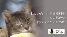 猫の生きる権利を守る。殺処分、野良猫問題、多頭飼育崩壊ゼロの未来へ