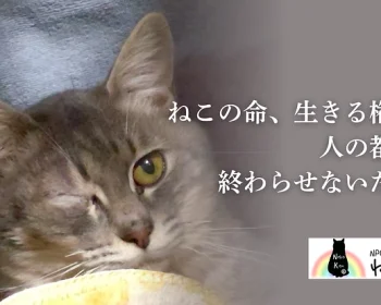 猫の生きる権利を守る。殺処分、野良猫問題、多頭飼育崩壊ゼロの未来へ