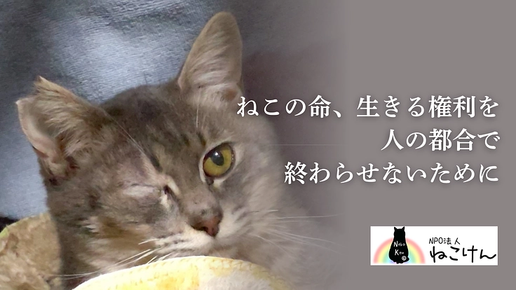 猫の生きる権利を守る。殺処分、野良猫問題、多頭飼育崩壊ゼロの未来へ