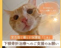 宮古島で暮らす保護猫「こま」の 下顎骨折治療費ご支援のお願い