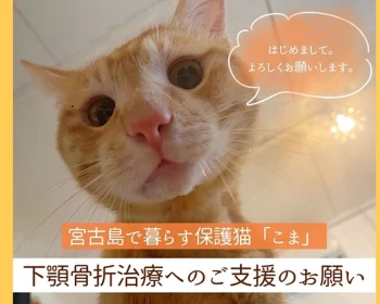 宮古島で暮らす保護猫「こま」の 下顎骨折治療費ご支援のお願い