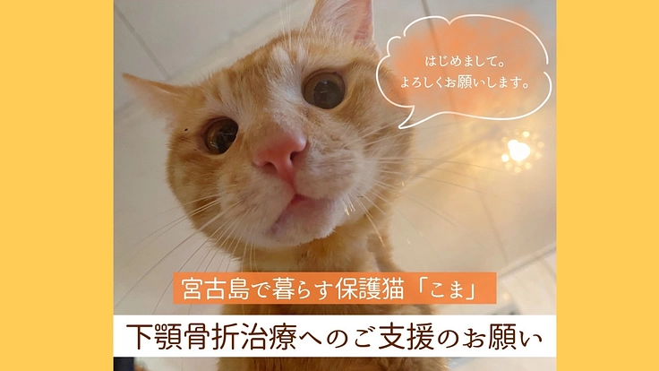 宮古島で暮らす保護猫「こま」の 下顎骨折治療費ご支援のお願い