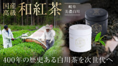 【岐阜・美濃白川】国産高級「和紅茶」｜400年の歴史ある白川茶を次世代へ