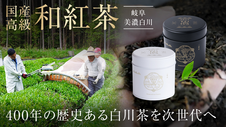 【岐阜・美濃白川】国産高級「和紅茶」｜400年の歴史ある白川茶を次世代へ