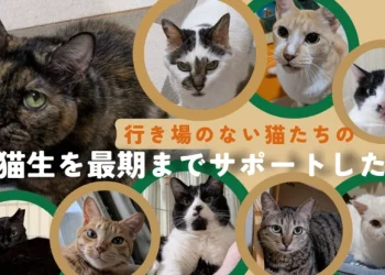 行き場のない猫たちの猫生を最期までサポートするための保護施設