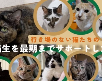 行き場のない猫たちの猫生を最期までサポートするための保護施設