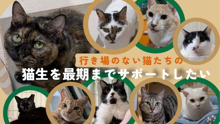 行き場のない猫たちの猫生を最期までサポートするための保護施設