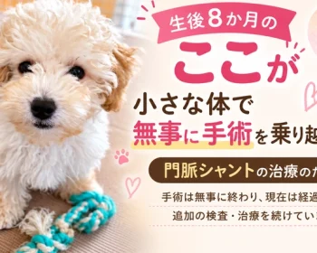 【門脈シャント】愛犬「ここ」の手術にご支援をお願いします