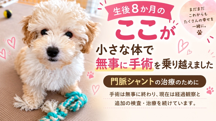 【門脈シャント】愛犬「ここ」の手術にご支援をお願いします